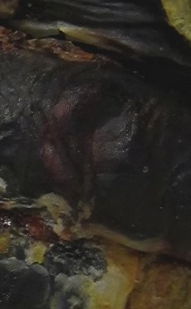 MELT - Fatal Suffusion of Tissues TAPE