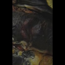 MELT - Fatal Suffusion of Tissues TAPE