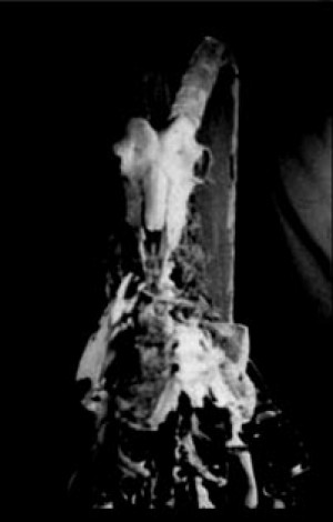 INDOMITUS / MORTINATUM - Split Tape