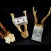 TODESZONE – Obscure Dimensions TAPE